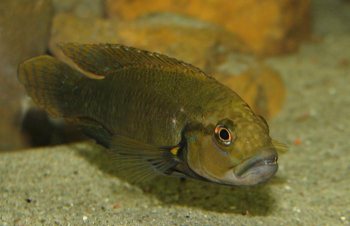 Telmatochromis dhonti